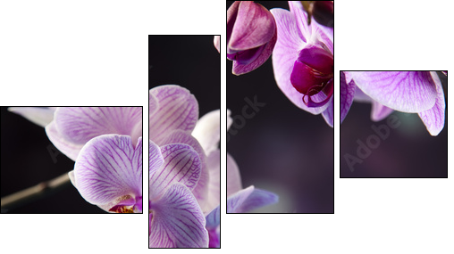 Beautiful orchids  - Obraz czteroczęściowy, Fortyk