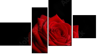 a rose from the darkness  - Obraz czteroczęściowy, Fortyk