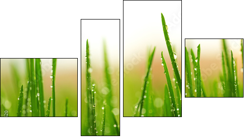 Green wet grass with dew on a blades  - Obraz czteroczęściowy, Fortyk