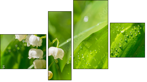 Lilly of the valley  - Obraz czteroczęściowy, Fortyk