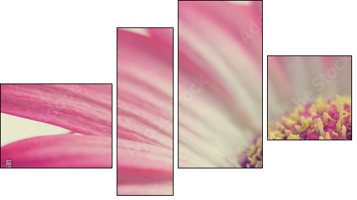 Macro of a pink summer daisy  - Obraz czteroczęściowy, Fortyk