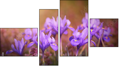 Iris flower bloom early spring  - Obraz czteroczęściowy, Fortyk