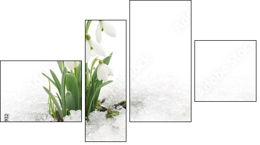 Snowdrops and Snow - Obraz czteroczęściowy, Fortyk