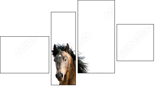 Stallion on a white  - Obraz czteroczęściowy, Fortyk