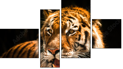 Beautiful tiger against dark background  - Obraz czteroczęściowy, Fortyk