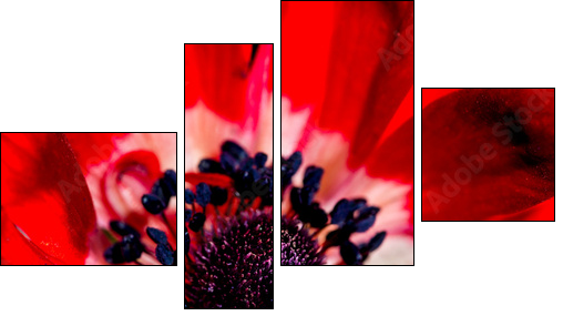 Anemone Detail  - Obraz czteroczęściowy, Fortyk