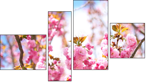 Sakura. Cherry Blossom in Springtime, Beautiful Pink Flowers  - Obraz czteroczęściowy, Fortyk