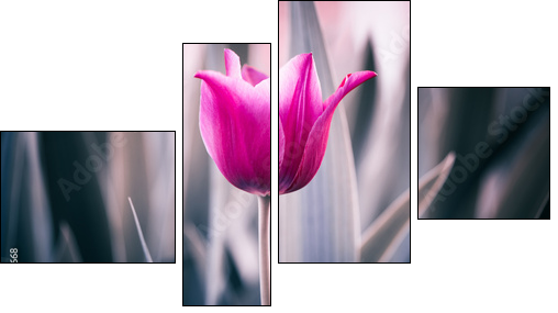 red tulip closeup  - Obraz czteroczęściowy, Fortyk