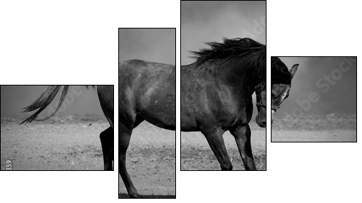Galloping black horse  - Obraz czteroczęściowy, Fortyk