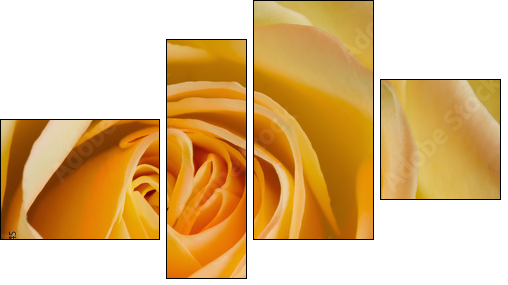 Close up image of orange and yellow rose  - Obraz czteroczęściowy, Fortyk