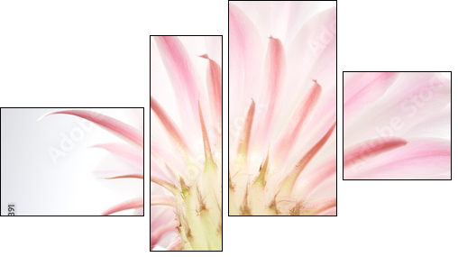 Light  pink cactus flower .  - Obraz czteroczęściowy, Fortyk
