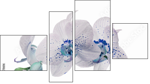 orchid flowers with large and small blue spots  - Obraz czteroczęściowy, Fortyk