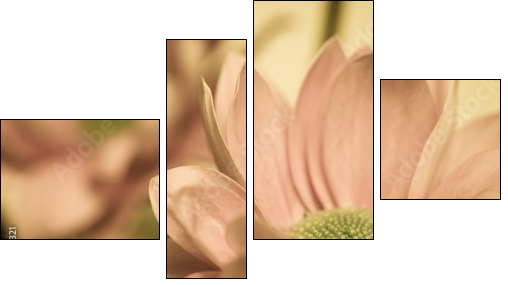 chrysanthemum flower  - Obraz czteroczęściowy, Fortyk