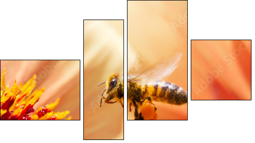 Honeybee  - Obraz czteroczęściowy, Fortyk