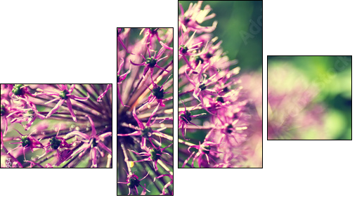 Blooming onion in a garden close up  - Obraz czteroczęściowy, Fortyk