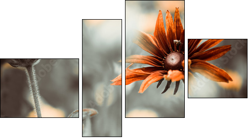 colorful flower  - Obraz czteroczęściowy, Fortyk