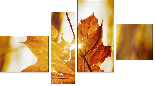 dry autumn leaf  - Obraz czteroczęściowy, Fortyk
