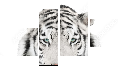 Isolated white tiger  - Obraz czteroczęściowy, Fortyk