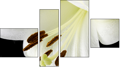 Close up of a beautiful white lily  - Obraz czteroczęściowy, Fortyk