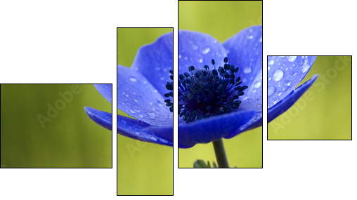 Błękit anemonu – kolory natury
 - Obraz czteroczęściowy, Fortyk