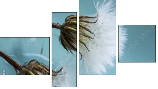 Dandelions  - Obraz czteroczęściowy, Fortyk