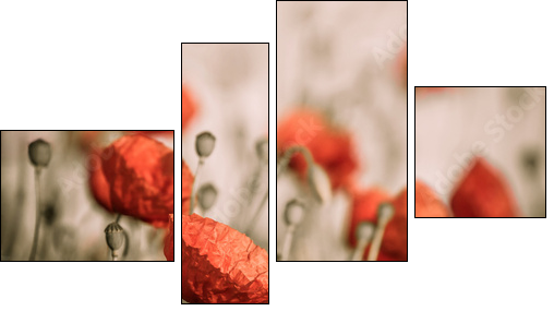 red poppy  - Obraz czteroczęściowy, Fortyk