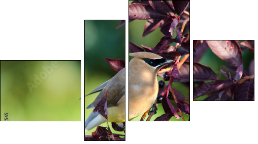 Cedar Waxwing  - Obraz czteroczęściowy, Fortyk