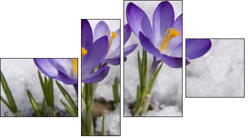 crocuses in snow  - Obraz czteroczęściowy, Fortyk