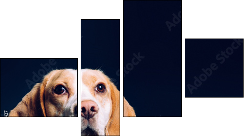 Portrait of a dog. Beagle. studio shot on dark background  - Obraz czteroczęściowy, Fortyk