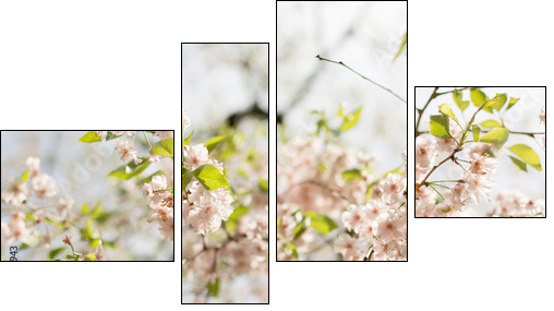 Close-up of sakura flower petals.  - Obraz czteroczęściowy, Fortyk