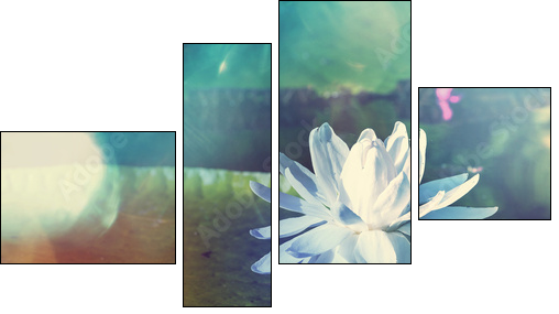 Lotus  - Obraz czteroczęściowy, Fortyk