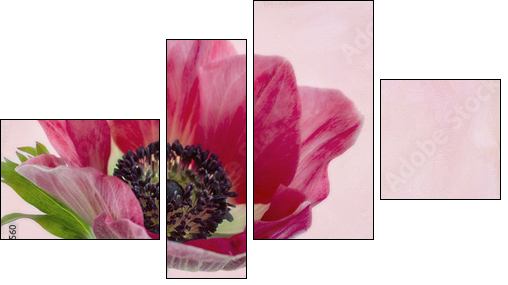 Closeup of anemone flower2  - Obraz czteroczęściowy, Fortyk