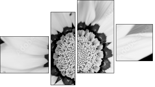 Closeup of bright yellow gazania flower  - Obraz czteroczęściowy, Fortyk