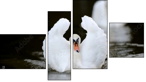 Swan in the lake  - Obraz czteroczęściowy, Fortyk