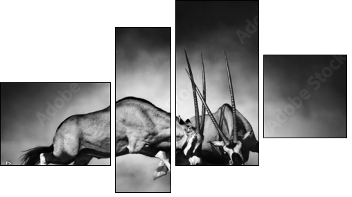 Gemsbok fight  - Obraz czteroczęściowy, Fortyk