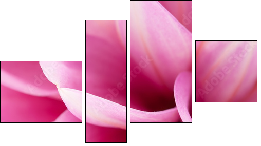 Pink dahlia close-up  - Obraz czteroczęściowy, Fortyk
