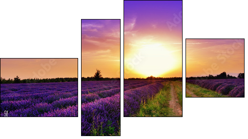 Lavender field  - Obraz czteroczęściowy, Fortyk