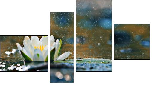 lily pads on the water  - Obraz czteroczęściowy, Fortyk
