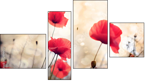 Poppy flower  - Obraz czteroczęściowy, Fortyk