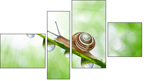 Snail on dewy grass close up  - Obraz czteroczęściowy, Fortyk