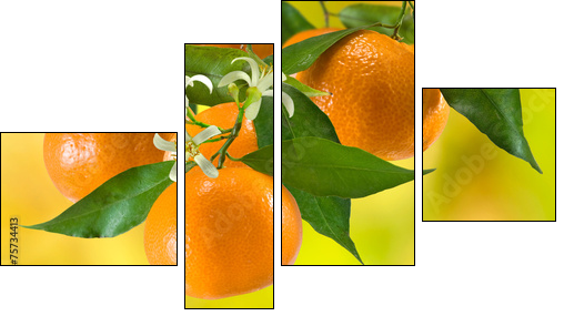 ripe tangerine on a yellow background  - Obraz czteroczęściowy, Fortyk