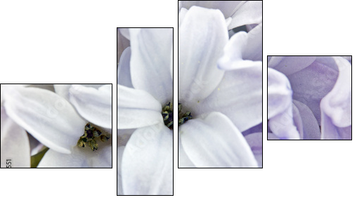 Hyacinth closeup  - Obraz czteroczęściowy, Fortyk