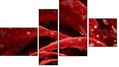 Red rose  - Obraz czteroczęściowy, Fortyk