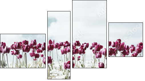 Retro Photo Of Tulip Garden In Spring  - Obraz czteroczęściowy, Fortyk