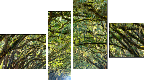 Country Road Lined with Oaks in Savannah, Georgia  - Obraz czteroczęściowy, Fortyk