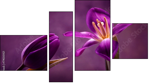 Tulipany - Obraz czteroczęściowy, Fortyk