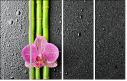 26606581