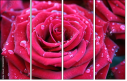 30650072