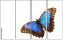 36681830