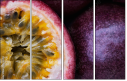 36705995